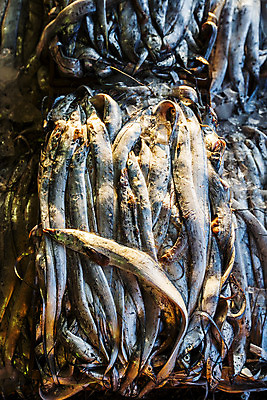 포토 JPG 주간 사람없음 야외 하이앵글 쌓기 전라남도 갈치 목포 국내포토 자연요소 뷰포인트 모션 어류 전라도 파일형식