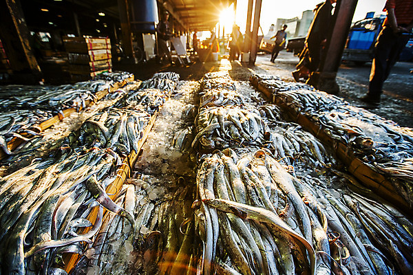 포토 JPG 주간 전신 사람 여러명 성인 야외 햇빛 항구 전시 전라남도 가득함 해산물 갈치 목포 성인만 국내포토 자연요소 다수 교통시설 어류 태양 전라도 파일형식