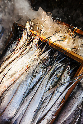 포토 JPG 주간 사람없음 야외 쌓기 전라남도 갈치 목포 국내포토 자연요소 모션 어류 전라도 파일형식