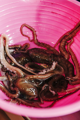 포토 JPG 실내 사람없음 전라남도 해산물 담기 바가지 목포 세발낙지 국내포토 모션 내부 전라도 낙지 파일형식