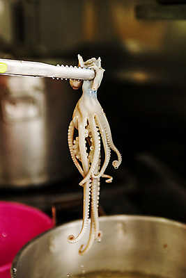 포토 JPG 실내 집게 요리 들기 사람없음 아웃포커스 전라남도 해산물 목포 세발낙지 국내포토 모션 촬영기법 내부 전라도 낙지 파일형식