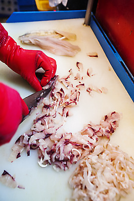 포토 JPG 손 도마 실내 신체부위 생선회 칼 자르기 재료손질 해산물 고무장갑 부산 갈치 국내포토 장갑 모션 주방용품 한국 어류 사람 내부 회 손질 고무 파일형식