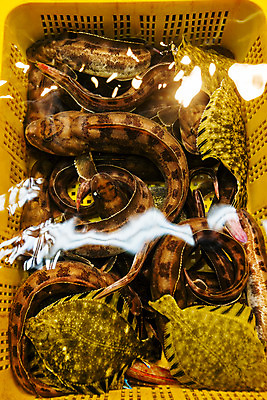 포토 JPG 여러마리 실내 어류 사람없음 물 하이앵글 바구니 해산물 담기 부산 광어 우럭 국내포토 자연요소 뷰포인트 다수 모션 한국 내부 수중동물 파일형식