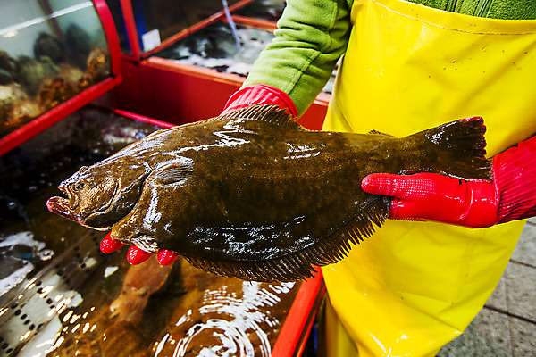 포토 JPG 실내 어류 한명 들기 사람 상반신 성인 앞모습 앞치마 수조 해산물 고무장갑 수산시장 부산 광어 성인한명만 국내포토 1 뷰포인트 장갑 모션 한국 내부 수중동물 시장 고무 성인만 파일형식