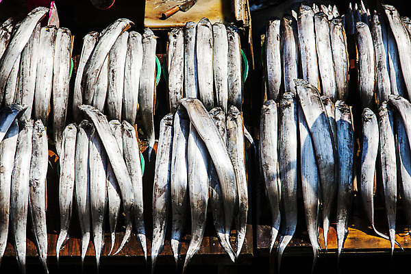 포토 JPG 주간 사람없음 야외 하이앵글 전시 해산물 부산 갈치 국내포토 자연요소 뷰포인트 한국 어류 파일형식