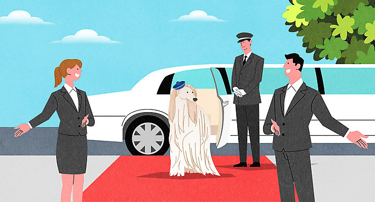 전신 PSD 한마리 여자 남자 반려견 일러스트 안내 서기 손짓 상반신 성인 세명 운전사 개 강아지 레드카펫 아프간하운드 호텔리어 리무진 반려 성인만 애완호텔 국내일러스트 직업 1 포유류 모션 호텔 사람 반려동물 하운드 파일형식