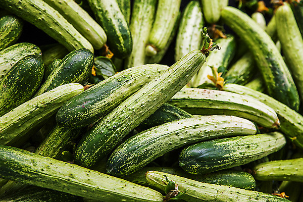 포토 JPG 주간 오이 사람없음 야외 충청남도 가득함 특산물 아산 국내포토 자연요소 채소 충청도 파일형식