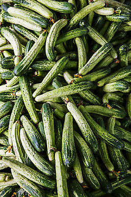 포토 JPG 주간 오이 사람없음 야외 충청남도 가득함 특산물 아산 국내포토 자연요소 채소 충청도 파일형식