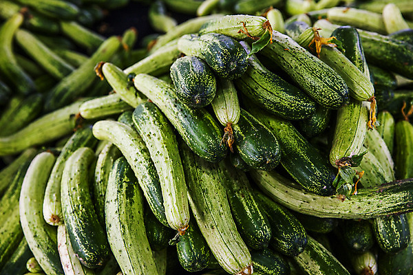 포토 JPG 주간 오이 사람없음 야외 충청남도 가득함 특산물 아산 국내포토 자연요소 채소 충청도 파일형식