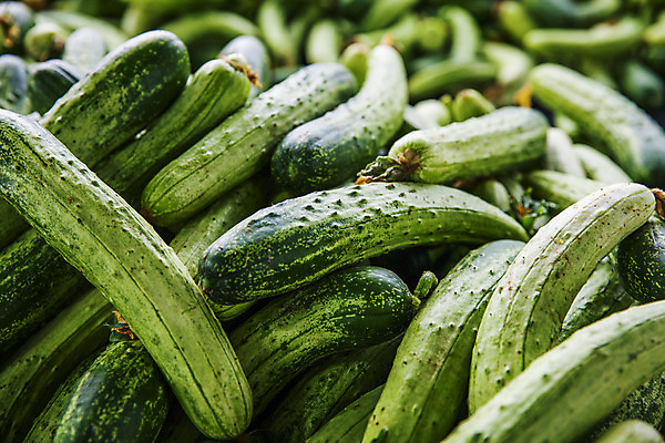 포토 JPG 주간 오이 사람없음 야외 충청남도 가득함 특산물 아산 국내포토 자연요소 채소 충청도 파일형식