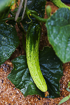 포토 JPG 주간 잎 오이 사람없음 야외 충청남도 특산물 아산 국내포토 자연요소 식물 채소 충청도 파일형식