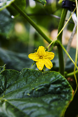 포토 JPG 주간 사람없음 야외 아웃포커스 충청남도 특산물 오이꽃 아산 국내포토 자연요소 꽃 촬영기법 충청도 파일형식