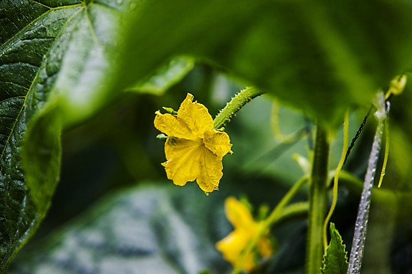 포토 JPG 주간 사람없음 야외 아웃포커스 충청남도 특산물 오이꽃 아산 국내포토 자연요소 꽃 촬영기법 충청도 파일형식