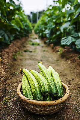 포토 JPG 주간 오이 사람없음 야외 아웃포커스 바구니 충청남도 담기 특산물 오이밭 아산 국내포토 자연요소 밭 채소 모션 촬영기법 충청도 파일형식