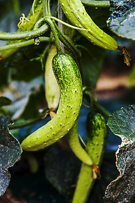 포토 JPG 주간 오이 사람없음 야외 아웃포커스 충청남도 특산물 아산 국내포토 자연요소 채소 촬영기법 충청도 파일형식