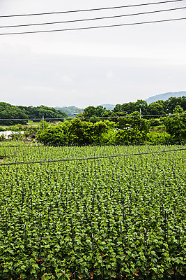 포토 JPG 주간 오이 사람없음 야외 충청남도 특산물 오이밭 아산 국내포토 자연요소 밭 채소 충청도 파일형식
