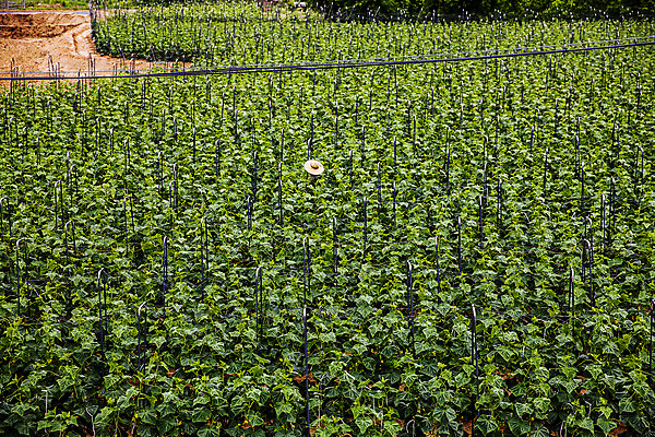 포토 JPG 주간 오이 사람없음 야외 충청남도 특산물 오이밭 아산 국내포토 자연요소 밭 채소 충청도 파일형식