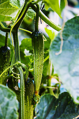 포토 JPG 주간 오이 사람없음 야외 아웃포커스 충청남도 특산물 아산 국내포토 자연요소 채소 촬영기법 충청도 파일형식