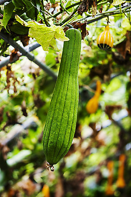 포토 JPG 주간 사람없음 야외 아웃포커스 충청남도 특산물 박 국내포토 예산군 자연요소 촬영기법 충청도 파일형식