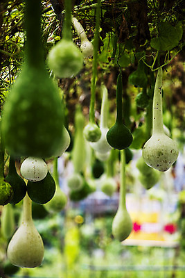 포토 JPG 주간 사람없음 야외 아웃포커스 충청남도 박 국내포토 예산군 자연요소 촬영기법 충청도 파일형식