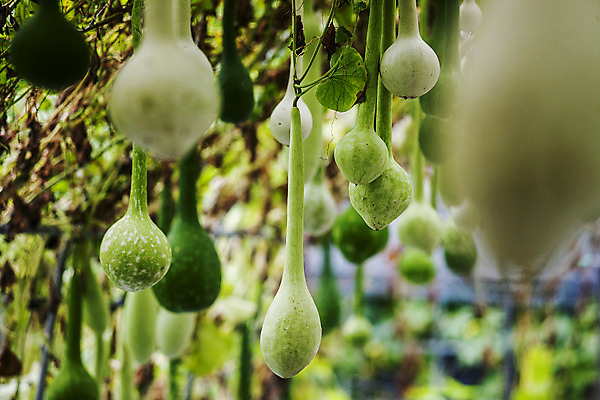 포토 JPG 주간 사람없음 야외 아웃포커스 소프트포커스 충청남도 박 국내포토 예산군 자연요소 촬영기법 충청도 파일형식