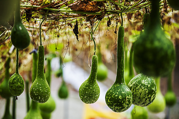포토 JPG 주간 사람없음 야외 아웃포커스 충청남도 박 국내포토 예산군 자연요소 촬영기법 충청도 파일형식