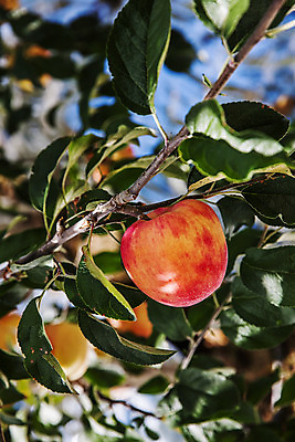 포토 JPG 주간 나뭇잎 사람없음 야외 아웃포커스 사과 충청남도 특산물 국내포토 예산군 자연요소 잎 과일 촬영기법 충청도 파일형식