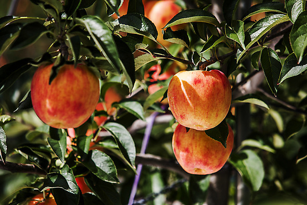 포토 자연요소 잎 과일 촬영기법 충청남도 충청도 파일형식 나뭇잎 아웃포커스 예산군 사과 JPG 사람없음 야외 주간 특산물 국내포토
