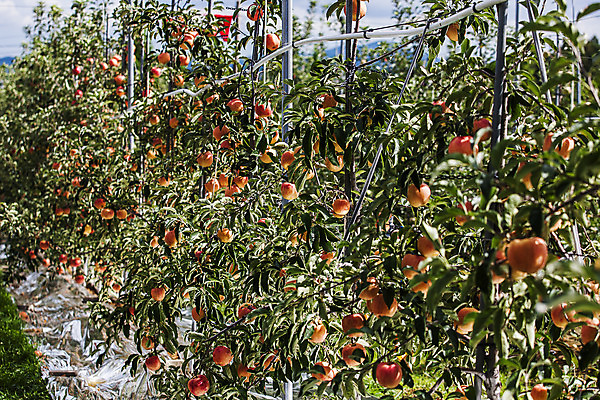 포토 JPG 주간 사람없음 야외 사과 충청남도 과수원 특산물 사과나무 국내포토 예산군 자연요소 나무 농업 과일 충청도 파일형식