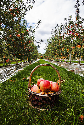 포토 JPG 주간 사람없음 야외 아웃포커스 사과 충청남도 과수원 담기 특산물 사과바구니 국내포토 예산군 자연요소 농업 과일 모션 촬영기법 바구니 충청도 파일형식