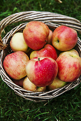 포토 JPG 주간 사람없음 야외 하이앵글 바구니 사과 충청남도 담기 특산물 사과바구니 국내포토 예산군 자연요소 뷰포인트 과일 모션 충청도 파일형식