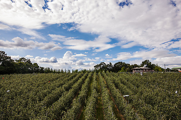 포토 JPG 주간 구름 하늘 사람없음 야외 사과 충청남도 과수원 사과나무 국내포토 예산군 자연요소 나무 농업 과일 충청도 파일형식