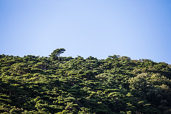 포토 JPG 주간 하늘 풍경 사람없음 야외 소나무 충청남도 국내포토 예산군 자연요소 나무 충청도 파일형식