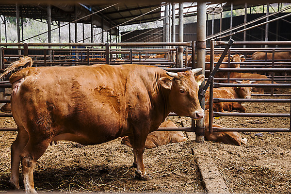 포토 JPG 주간 여러마리 사람없음 소 축산업 경상북도 축사 특산물 한우 의성 국내포토 자연요소 건축물 산업 다수 포유류 소고기 경상도 파일형식