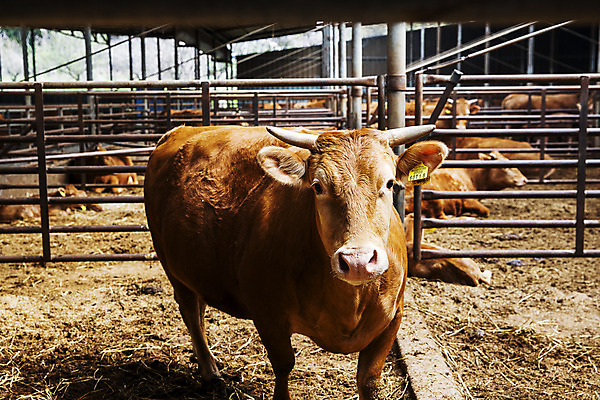 포토 JPG 주간 여러마리 사람없음 소 축산업 경상북도 축사 특산물 한우 의성 국내포토 자연요소 건축물 산업 다수 포유류 소고기 경상도 파일형식