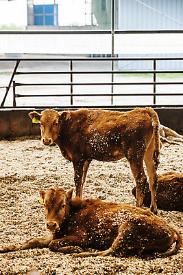 포토 JPG 주간 두마리 사람없음 축산업 경상북도 축사 특산물 한우 송아지 의성 국내포토 자연요소 건축물 산업 새끼 2 소고기 소 경상도 파일형식