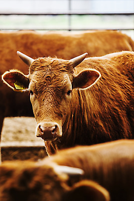 포토 JPG 주간 세마리 사람없음 아웃포커스 소 축산업 경상북도 축사 특산물 한우 의성 국내포토 자연요소 건축물 산업 포유류 촬영기법 3 소고기 경상도 파일형식