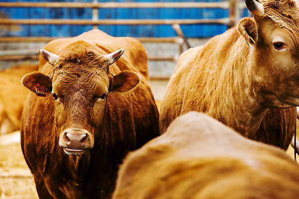 포토 JPG 주간 두마리 사람없음 소 축산업 경상북도 축사 특산물 한우 의성 국내포토 자연요소 건축물 산업 2 포유류 소고기 경상도 파일형식