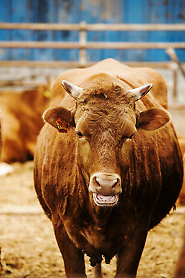 포토 JPG 주간 한마리 사람없음 아웃포커스 소 축산업 경상북도 축사 특산물 한우 의성 국내포토 자연요소 1 건축물 산업 포유류 촬영기법 소고기 경상도 파일형식