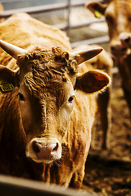 포토 JPG 주간 한마리 사람없음 아웃포커스 소 축산업 경상북도 축사 특산물 한우 의성 국내포토 자연요소 1 건축물 산업 포유류 촬영기법 소고기 경상도 파일형식