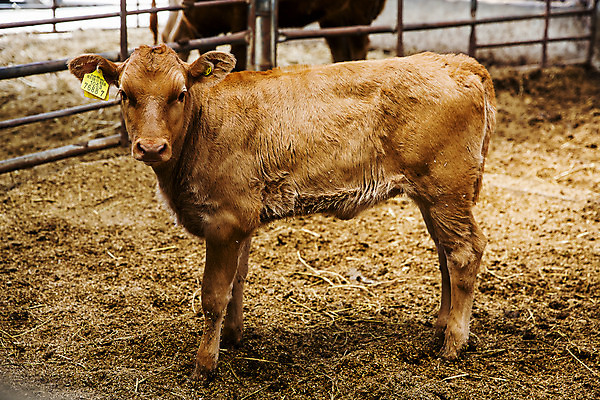 포토 JPG 주간 한마리 사람없음 축산업 경상북도 축사 특산물 한우 송아지 의성 국내포토 자연요소 1 건축물 산업 새끼 소고기 소 경상도 파일형식