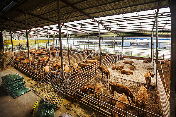 포토 JPG 주간 여러마리 사람없음 소 축산업 경상북도 축사 특산물 한우 의성 국내포토 자연요소 건축물 산업 다수 포유류 소고기 경상도 파일형식