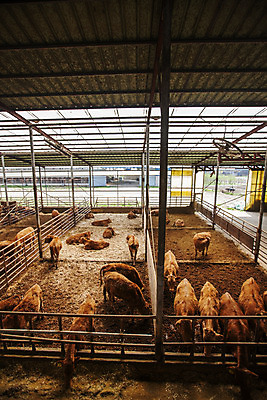 포토 JPG 주간 여러마리 사람없음 소 축산업 경상북도 축사 특산물 한우 의성 국내포토 자연요소 건축물 산업 다수 포유류 소고기 경상도 파일형식