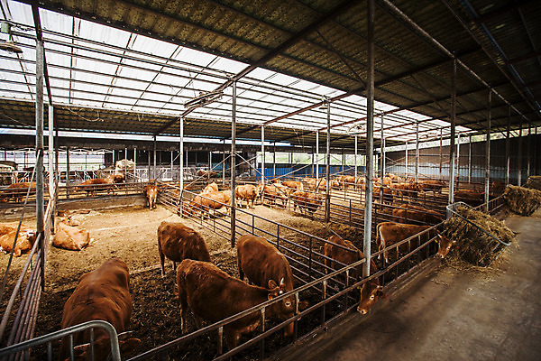 포토 JPG 주간 여러마리 사람없음 소 축산업 경상북도 축사 특산물 한우 의성 국내포토 자연요소 건축물 산업 다수 포유류 소고기 경상도 파일형식