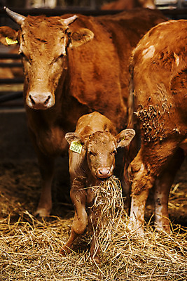 포토 JPG 두마리 사람없음 소 축산업 경상북도 축사 특산물 한우 송아지 의성 국내포토 건축물 산업 새끼 2 포유류 소고기 경상도 파일형식