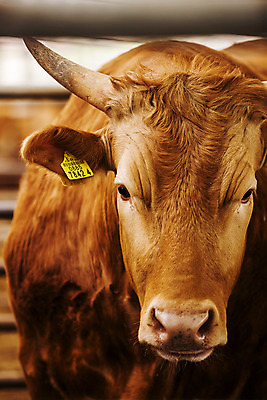 포토 JPG 한마리 근접촬영 사람없음 아웃포커스 소 축산업 경상북도 축사 특산물 한우 의성 국내포토 1 건축물 산업 뷰포인트 포유류 촬영기법 소고기 경상도 파일형식