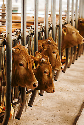 포토 JPG 여러마리 사람없음 아웃포커스 소 축산업 경상북도 축사 특산물 한우 의성 국내포토 건축물 산업 다수 포유류 촬영기법 소고기 경상도 파일형식