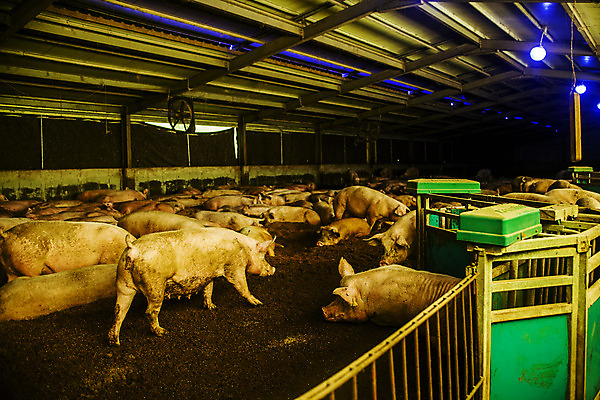포토 JPG 새끼 여러마리 사람없음 돼지 축산업 야간 충청남도 축사 논산 국내포토 자연요소 동물 건축물 산업 다수 포유류 충청도 파일형식