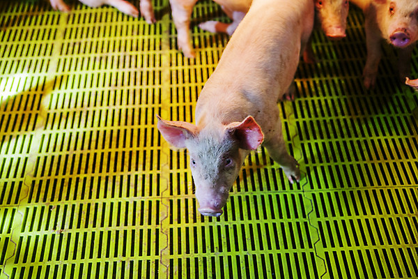 포토 JPG 주간 새끼 두마리 사람없음 아웃포커스 돼지 축산업 충청남도 축사 논산 국내포토 자연요소 동물 건축물 산업 2 포유류 촬영기법 충청도 파일형식