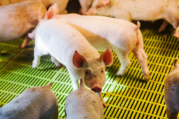 포토 JPG 주간 새끼 여러마리 사람없음 아웃포커스 돼지 축산업 충청남도 축사 논산 국내포토 자연요소 동물 건축물 산업 다수 포유류 촬영기법 충청도 파일형식